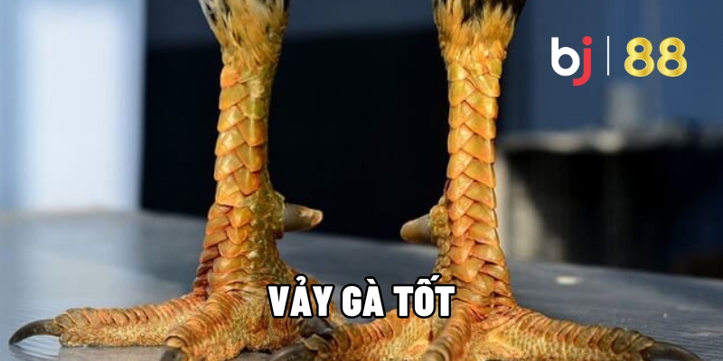 Vảy gà tốt